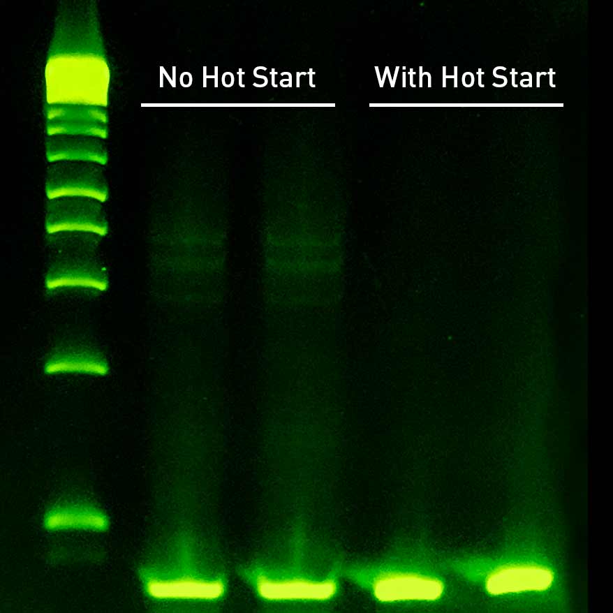 Sahara Hot Start's aptamer successfully prevents amplification of non-specific bands